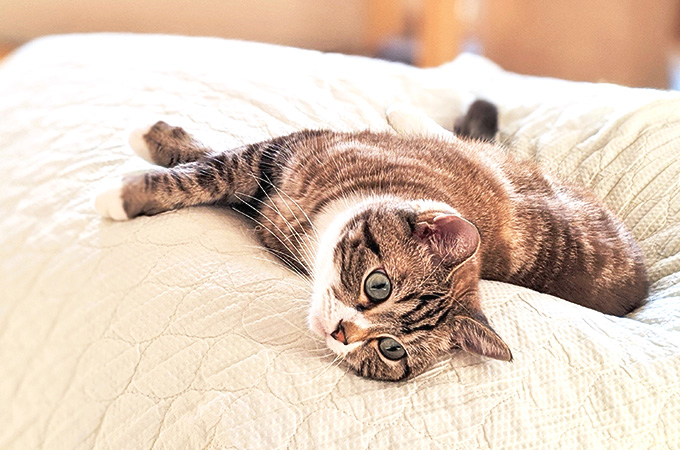 ショートコース